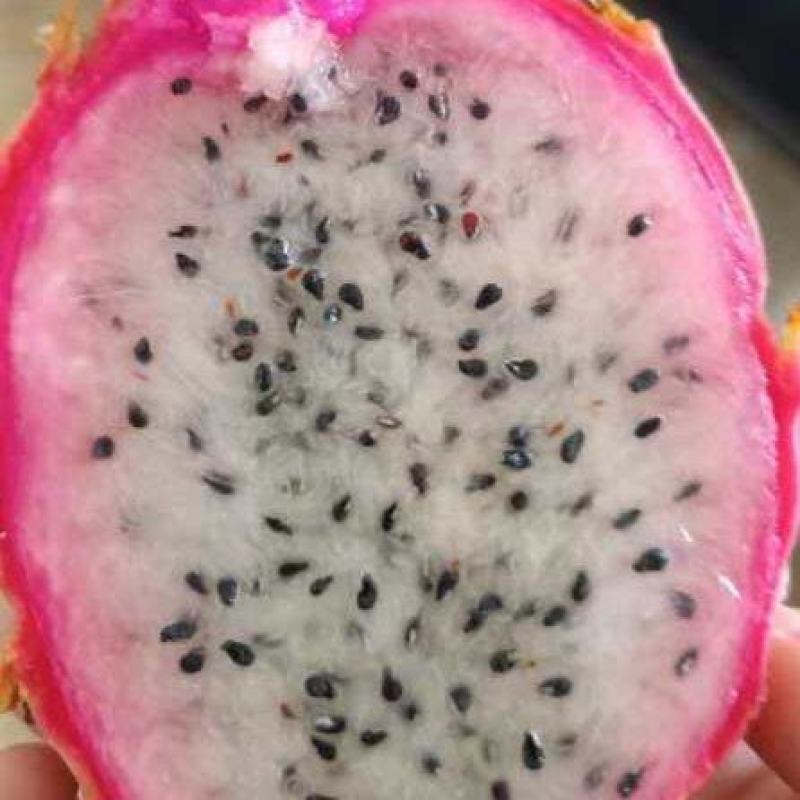 白蜜龙这个品种最合适做采摘园种植，品感清甜肉质脆而透明