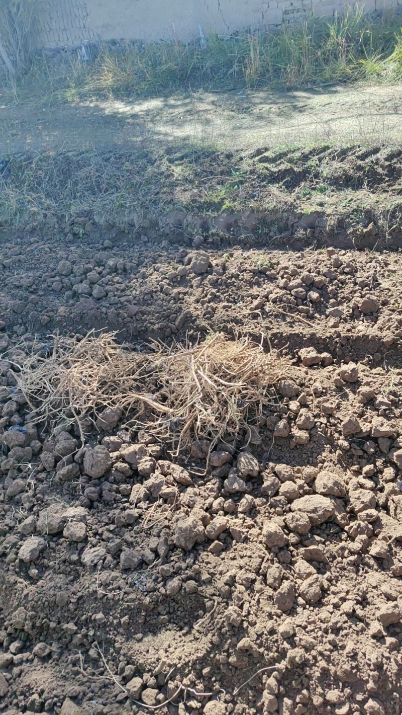 大量出售高愿地区黄茋