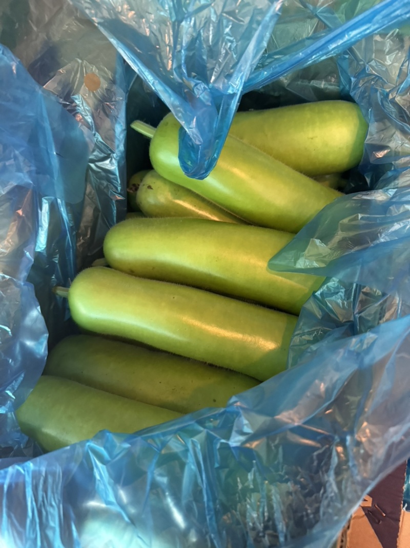 精品短瓠瓜