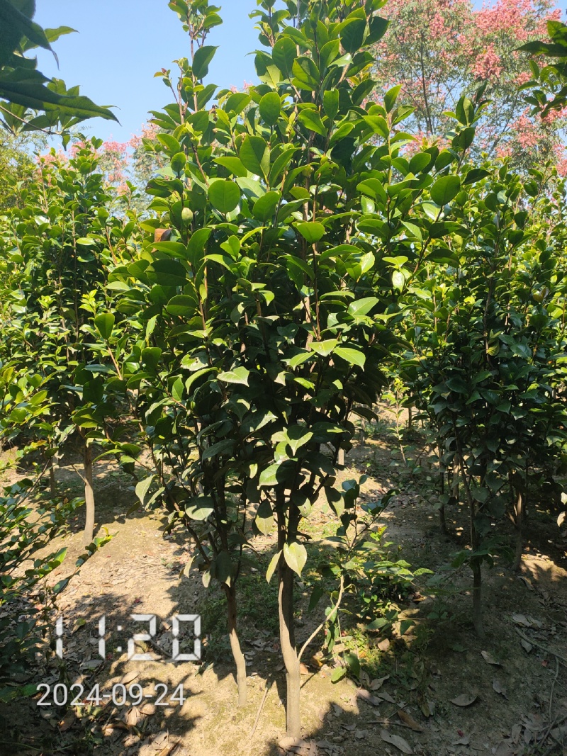 地径1-5公分茶花（赤丹）大量供应，支持线上保障交易