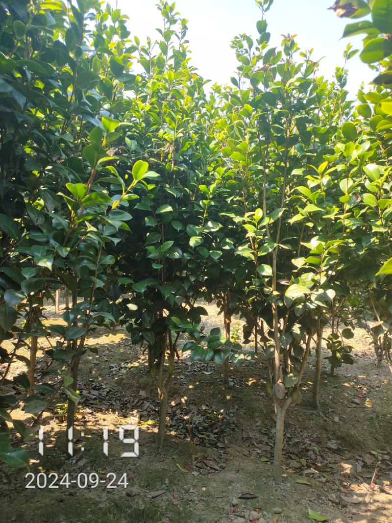 地径1-5公分茶花（赤丹）大量供应，支持线上保障交易