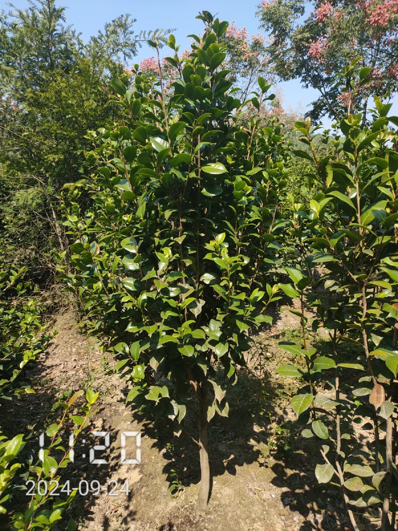 地径1-5公分茶花（赤丹）大量供应，支持线上保障交易
