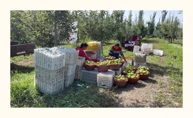 包邮库尔勒香梨梨原产地自产自销水果批发
