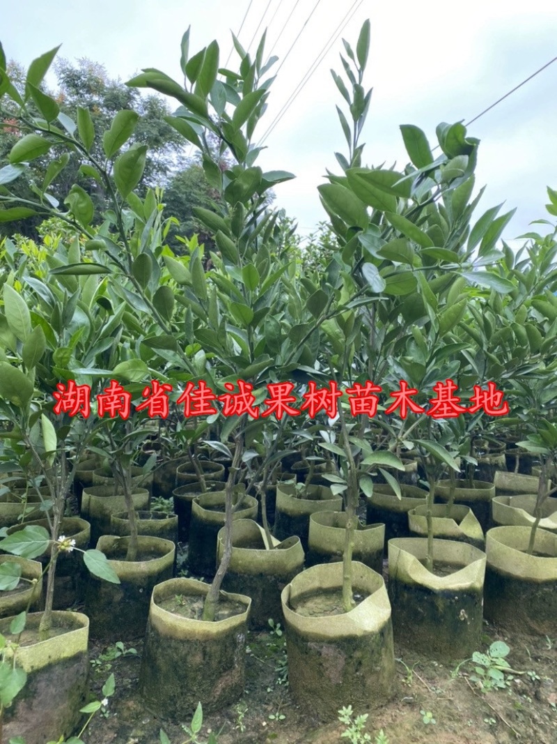 大分四号柑桔苗嫁接大分四号特早熟蜜桔苗五年苗杯苗地苗