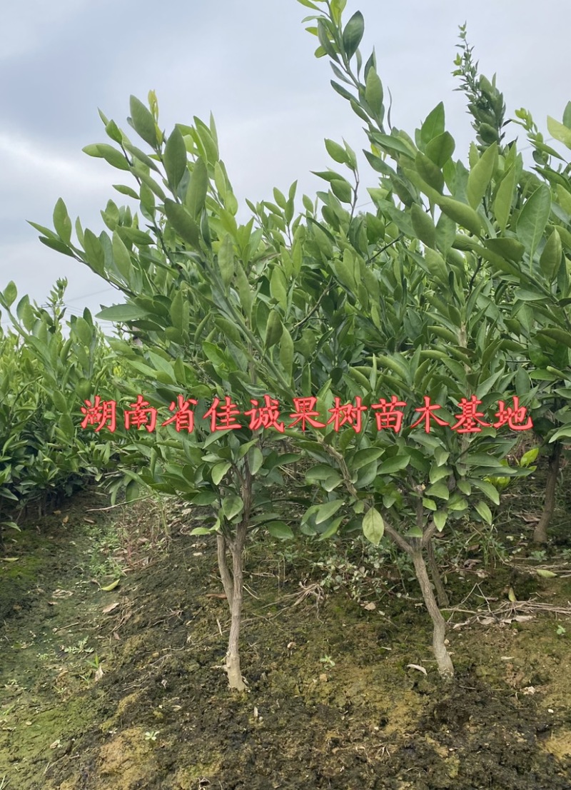 大分四号柑桔苗嫁接大分四号特早熟蜜桔苗五年苗杯苗地苗