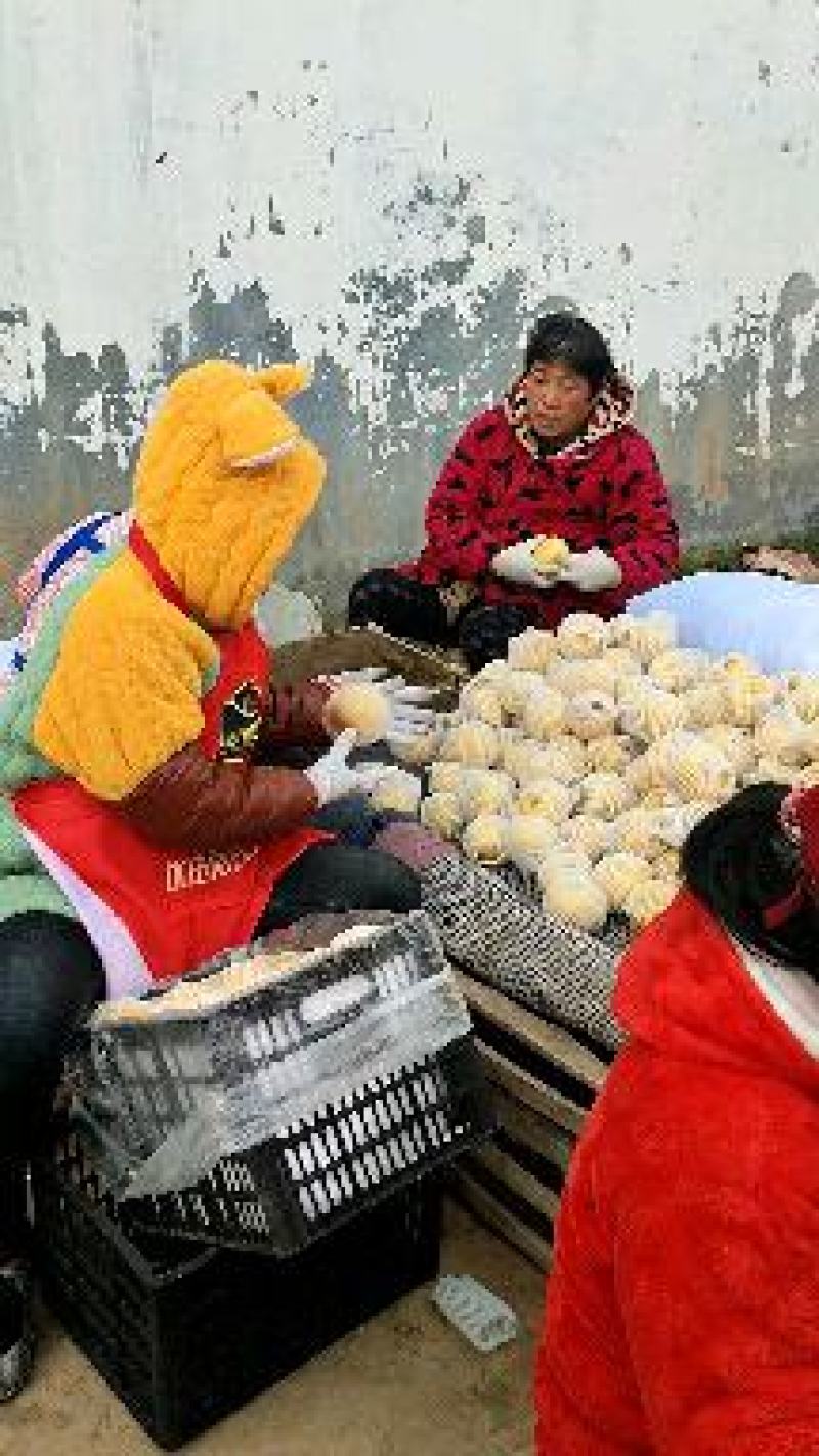 精品酥梨出地窖，提级梨，都是半斤起步的，口感脆甜多汁，
