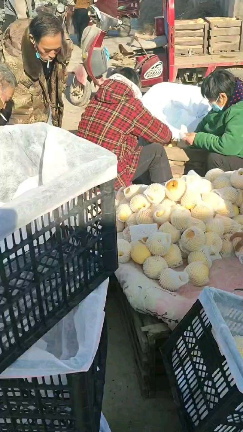 精品酥梨出地窖，提级梨，都是半斤起步的，口感脆甜多汁，