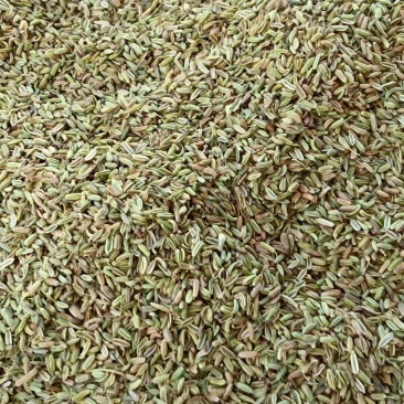小茴香高原高品质茴香