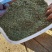 小茴香高原高品质茴香
