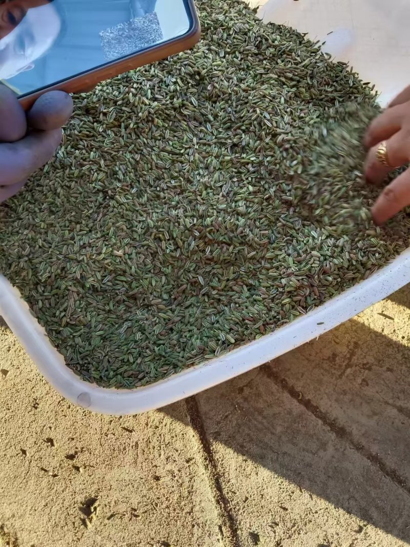 小茴香高原高品质茴香