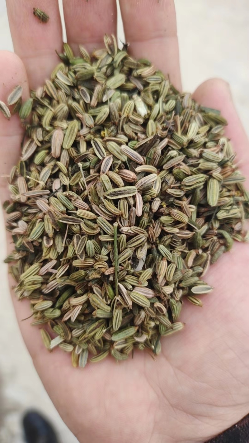 小茴香高原高品质茴香