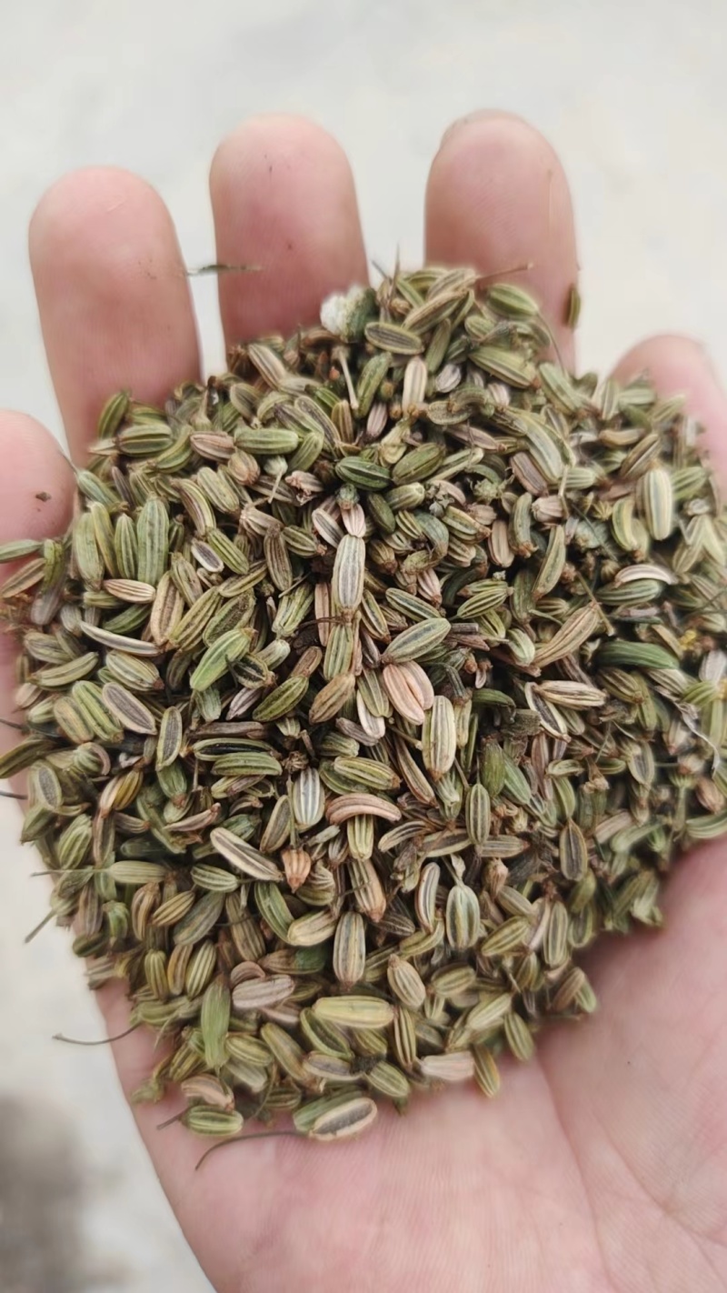小茴香高原高品质茴香