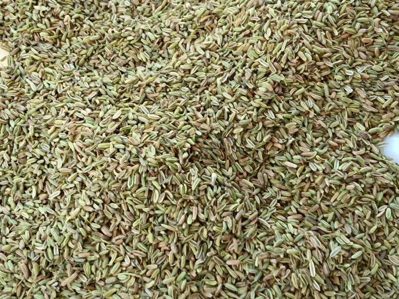 小茴香高原高品质茴香