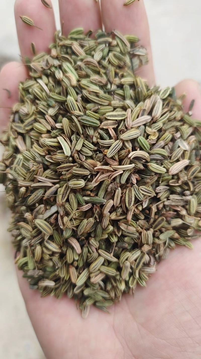 小茴香高原高品质茴香