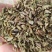 小茴香高原高品质茴香