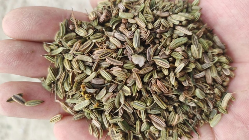 小茴香高原高品质茴香