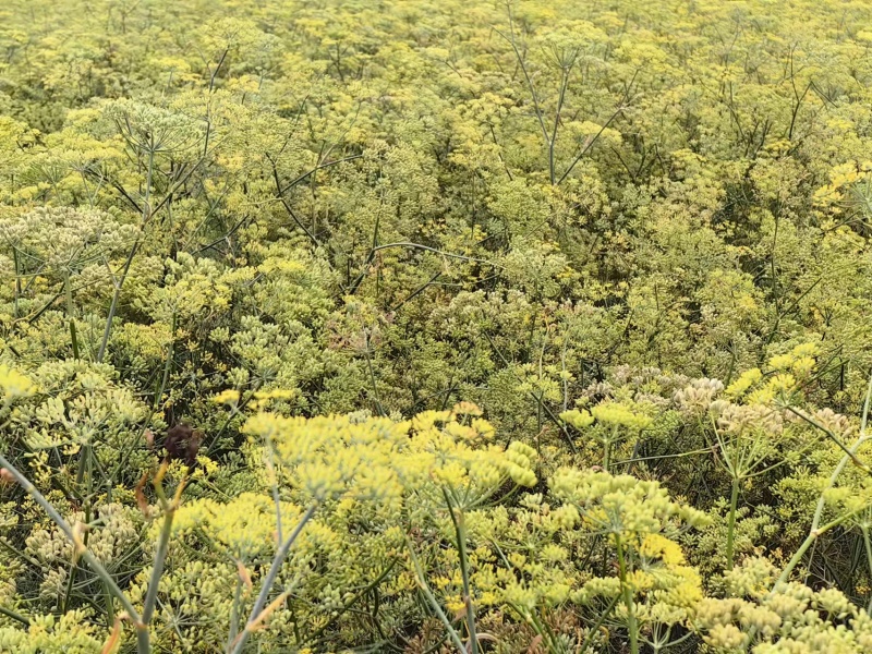 小茴香高原高品质茴香
