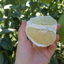 安福老树金兰柚