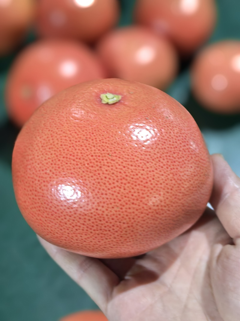 福建西柚红宝石西柚茶饮西柚切片西柚各规格现货一手货源