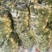淮阳水果萝卜大量供应可水洗发市场，电商，质量保证