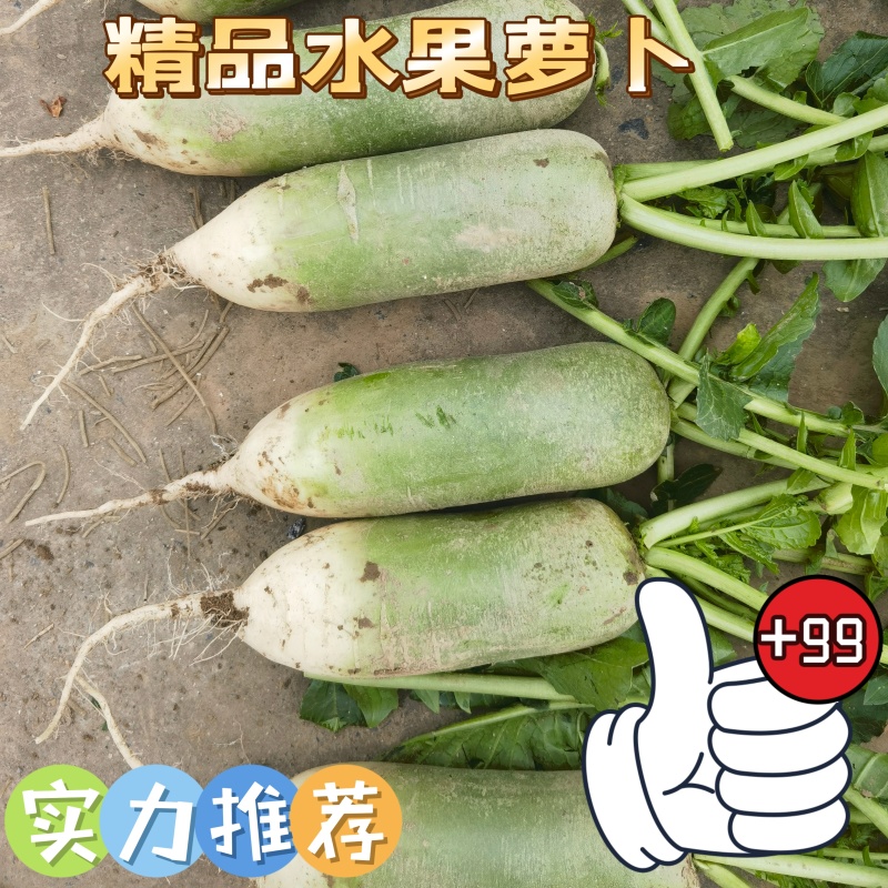 淮阳水果萝卜大量供应可水洗发市场，电商，质量保证