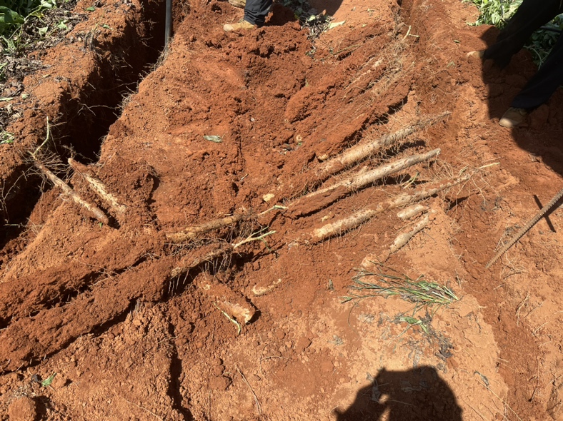 豆角炖山药成品图