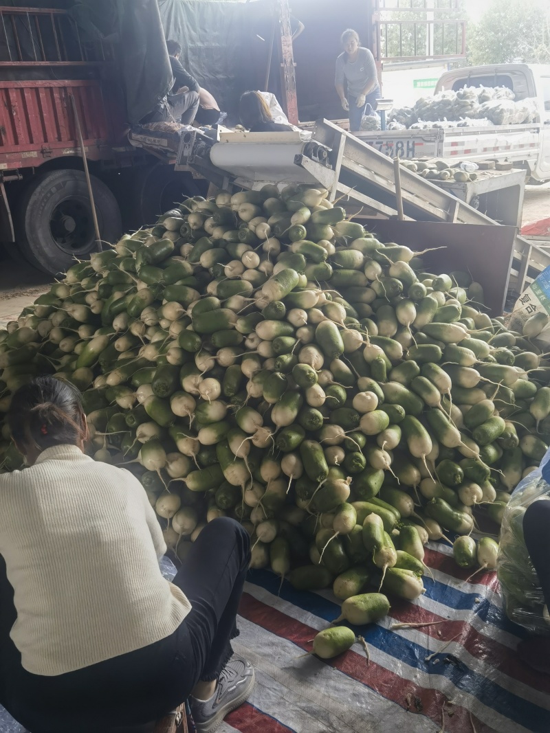品名791罐萝卜大量供应产地一手货源充足质量保证