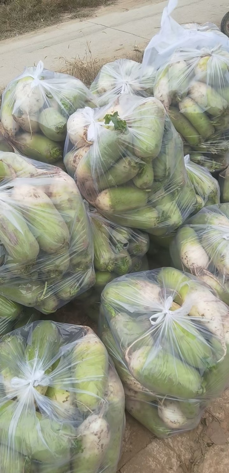 河南淮阳青萝卜新鲜现挖杂交青萝卜大量供应可水洗加工