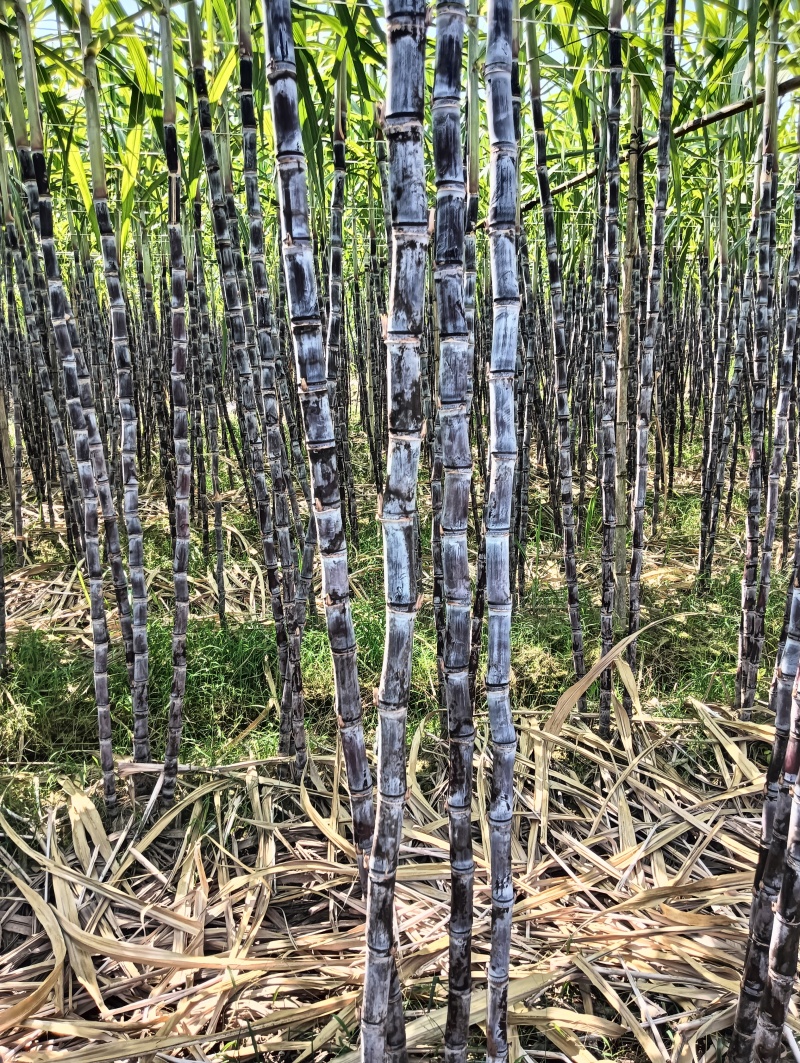 黑皮甘蔗，皮薄多汁甜度高，欢迎各位老板定购