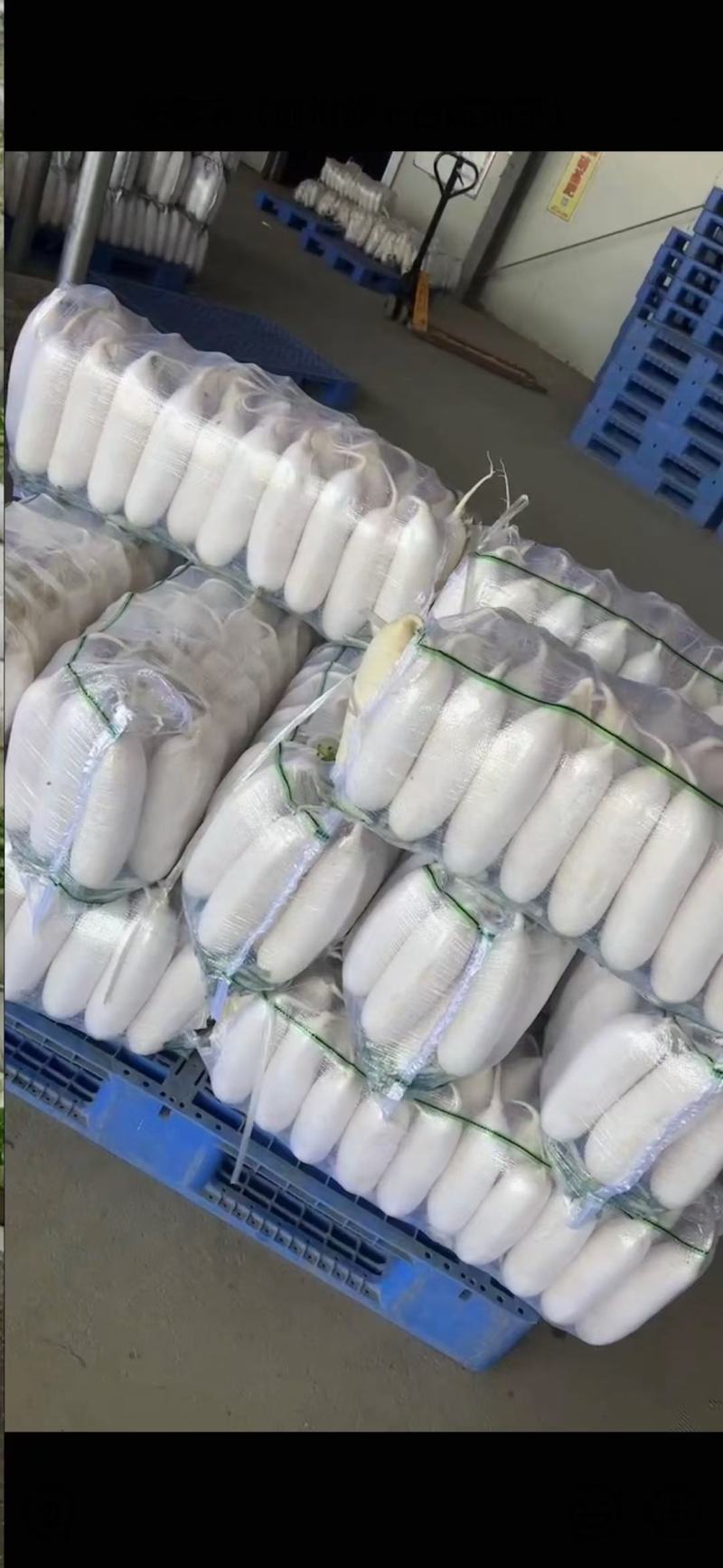 优质白萝卜，大量上市代发全国价格实惠欢迎来电