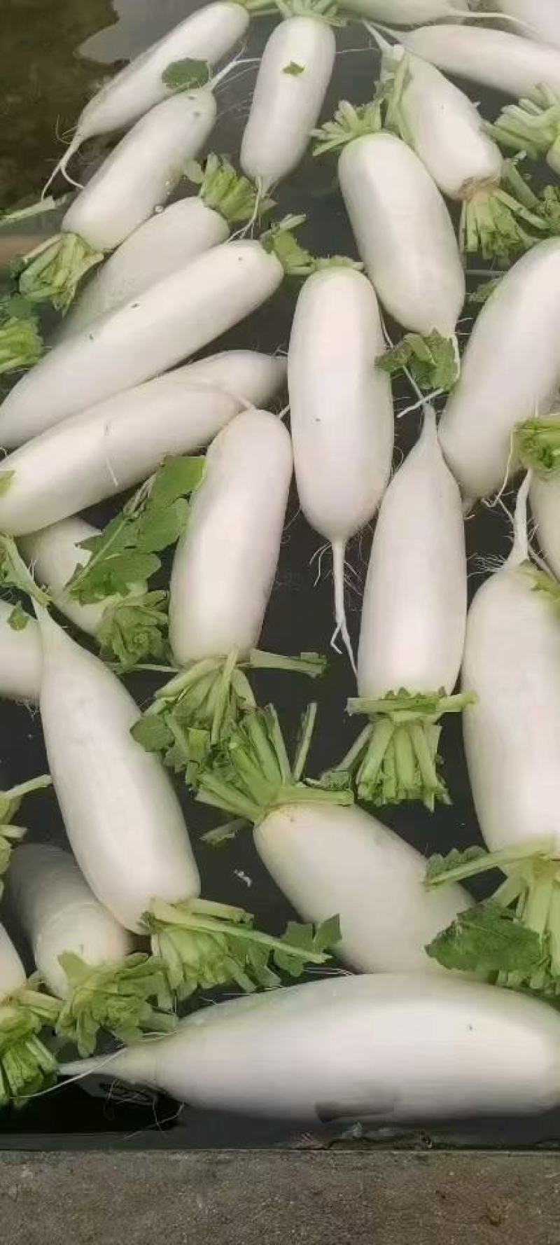 优质白萝卜，大量上市代发全国价格实惠欢迎来电