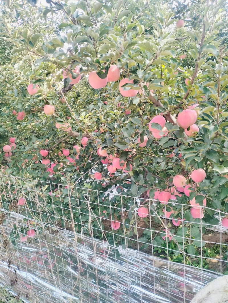 红富士苹果大量上市中