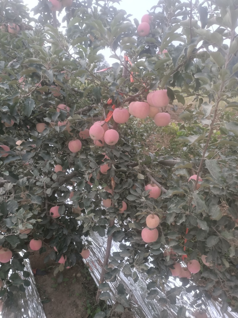 红富士苹果大量上市中