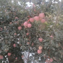 红富士苹果大量上市中
