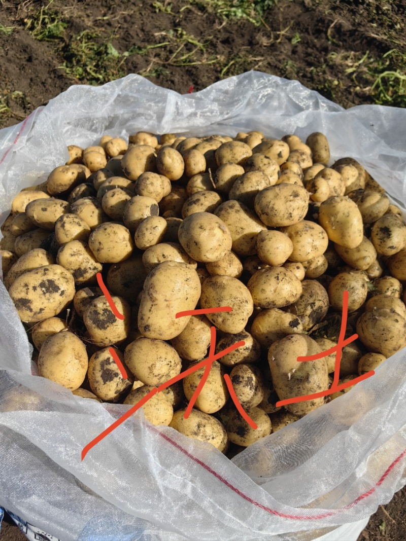 脱毒种薯荷兰十五荷兰七荷兰806原种抗病高产耐储存
