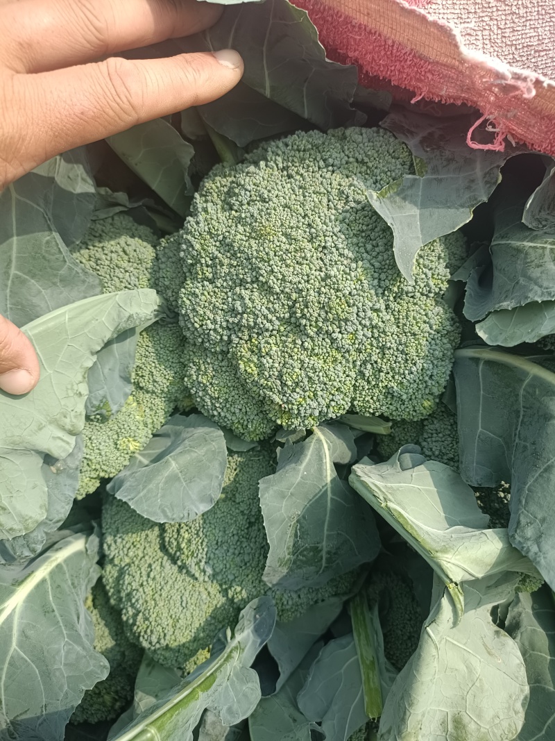 精品西蓝花