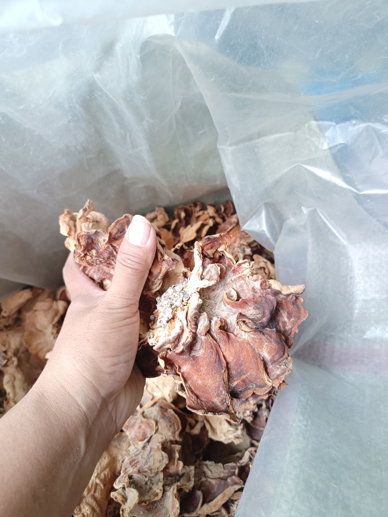 食用菌干货榆耳，批发榆耳大量现货代收代存