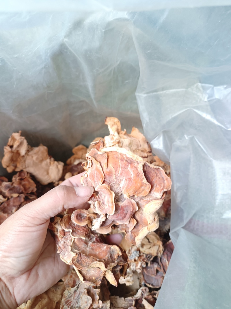 食用菌干货榆耳，批发榆耳大量现货代收代存