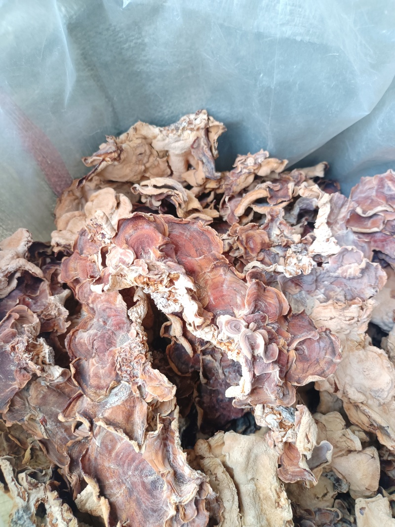 食用菌干货榆耳，批发榆耳大量现货代收代存