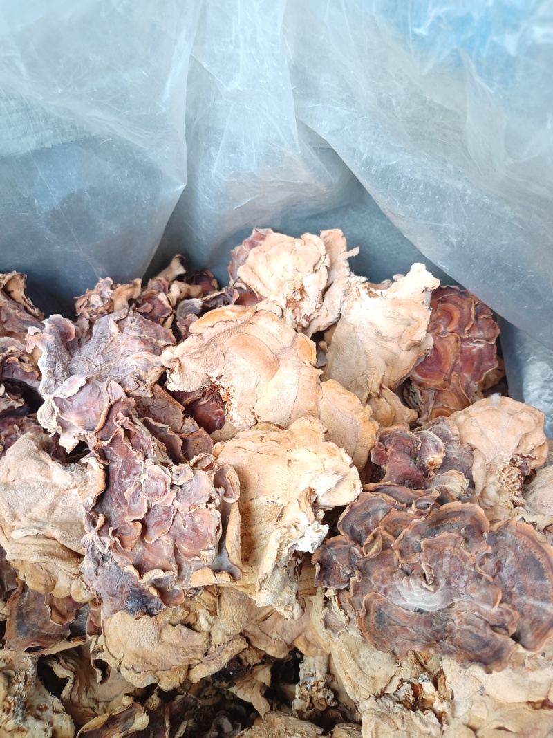 食用菌干货榆耳，批发榆耳大量现货代收代存