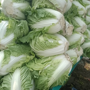 鸡腿大白菜