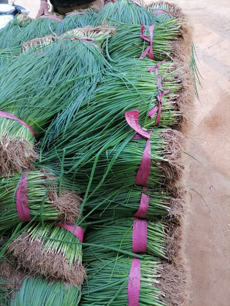 葱苗大量有货，价格便宜了