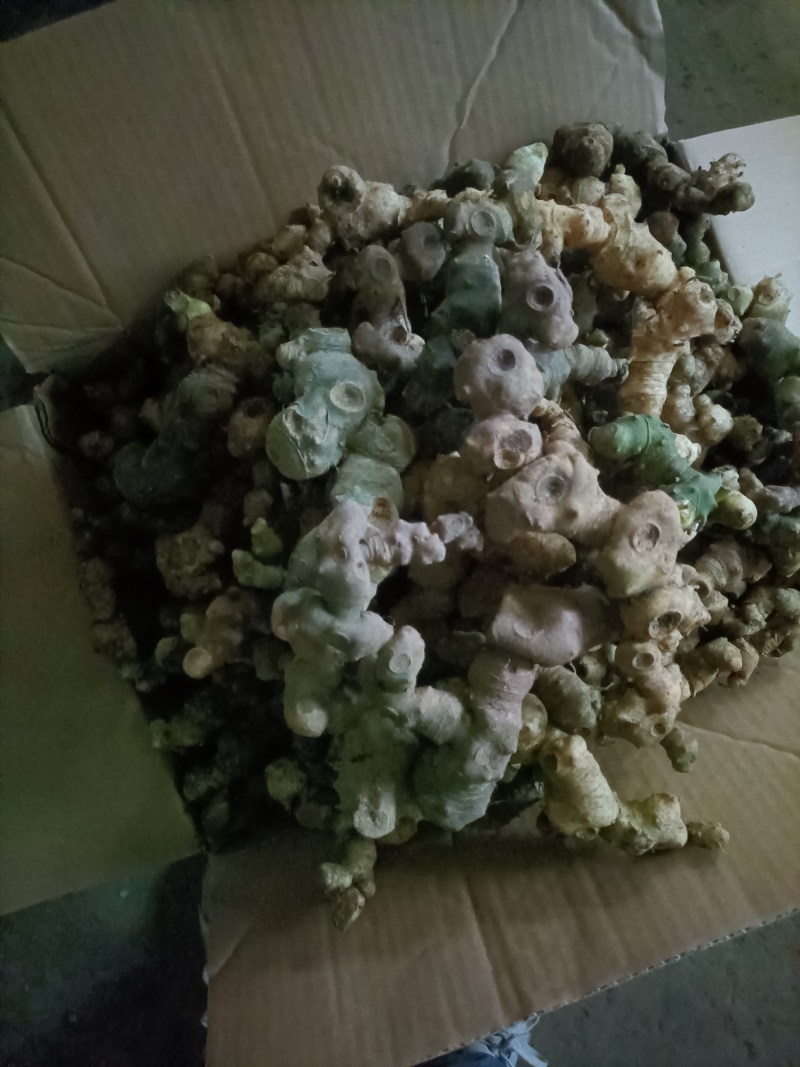 野生甜黄精，姜形黄精