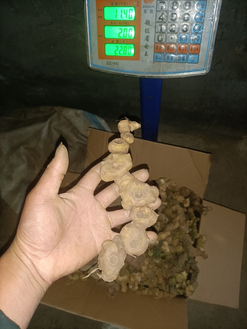 野生甜黄精，姜形黄精