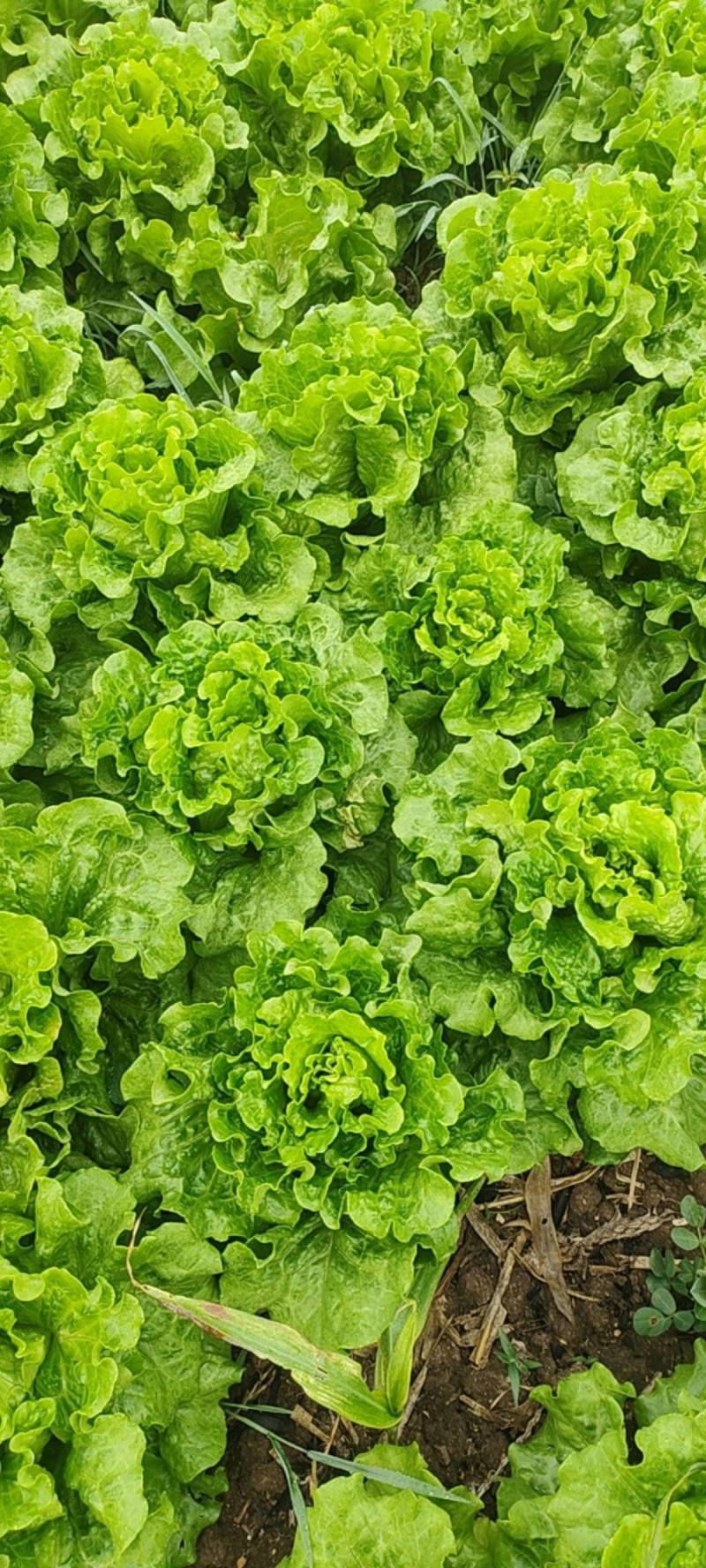 【生菜】河南南阳精品意大利生菜自家种植货量大按需求分拣打包