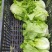 【生菜】河南南阳精品意大利生菜自家种植货量大按需求分拣打包