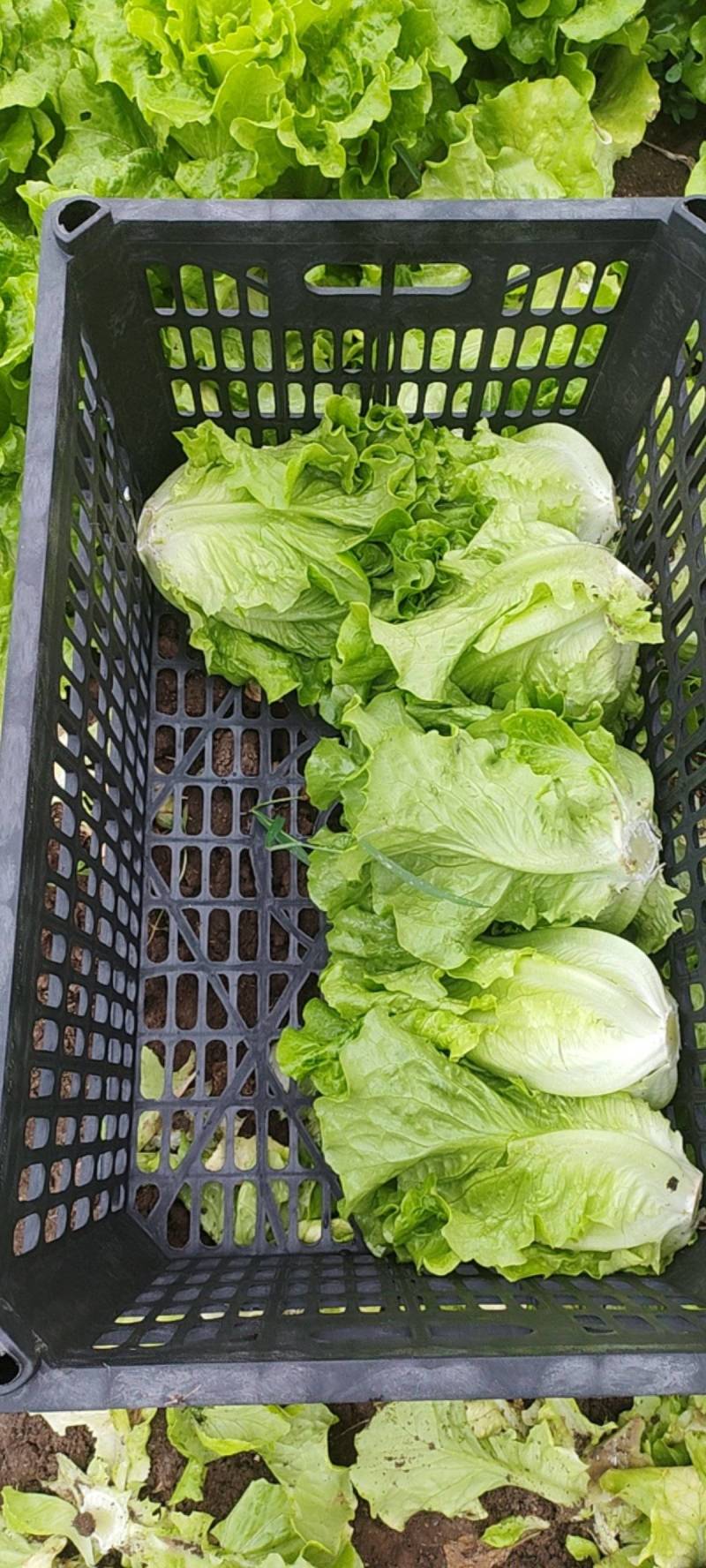 【生菜】河南南阳精品意大利生菜自家种植货量大按需求分拣打包