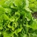 【生菜】河南南阳精品意大利生菜自家种植货量大按需求分拣打包