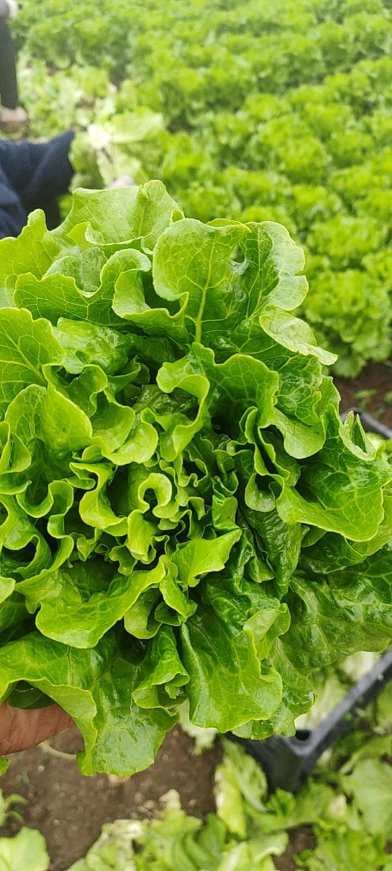 【生菜】河南南阳精品意大利生菜自家种植货量大按需求分拣打包