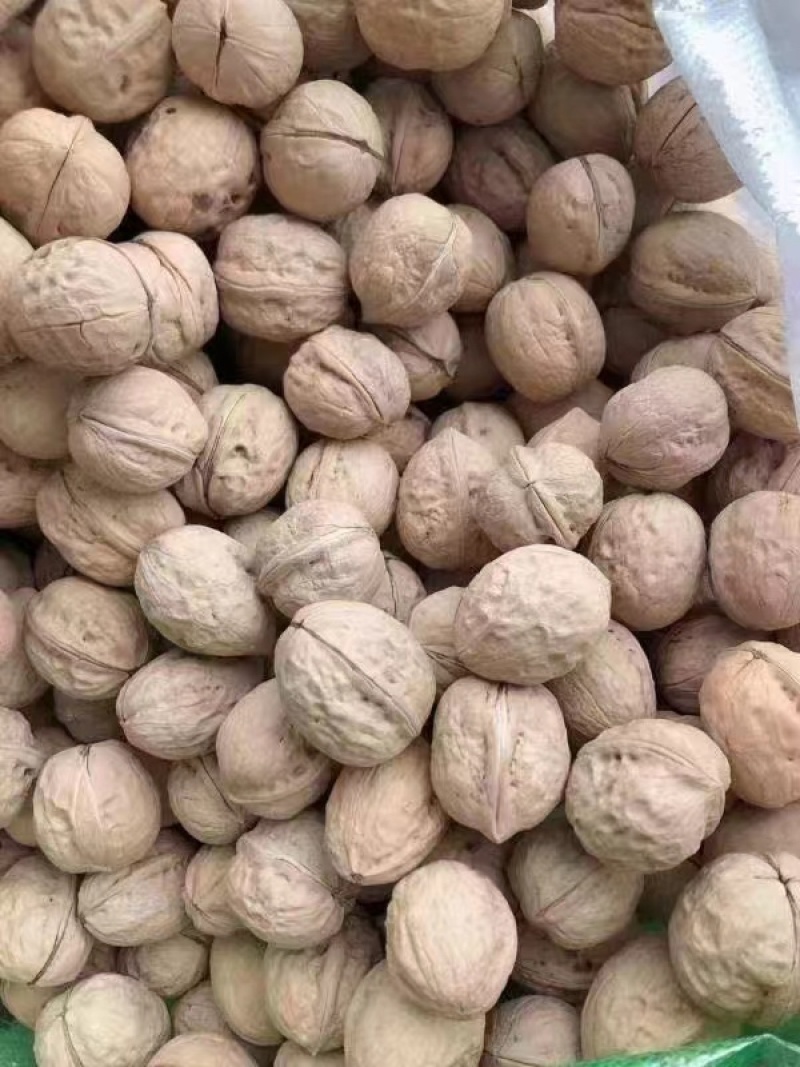 新疆核桃